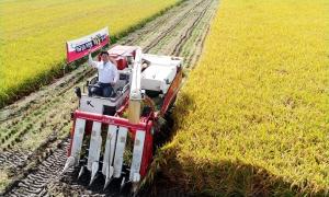 일본산 대체품종 임금님표 이천쌀 ‘해들”첫 출시