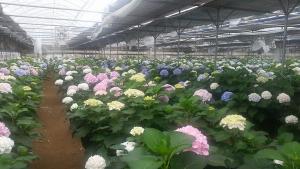 여주시절화연구회, 아름다운 꽃으로 코로나19 우울함을 극복하기 위해 여주 꽃 나눔 행사 계획