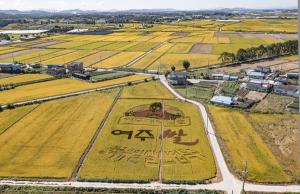 여주시, 2023년부터 여주쌀 재배농지에 토양개량제 지원