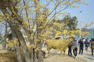 제20회 양평 산수유·한우 축제, 2023년 4월 1일부터 2일까지 개최