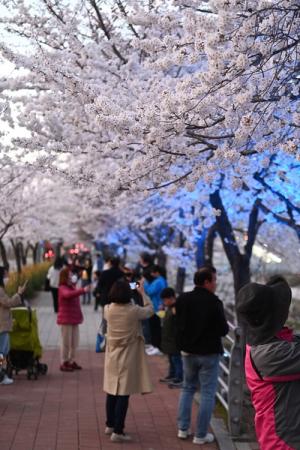 하남시, 덕풍천 벚꽃길 야간조명 점등…밤에 더욱 아름다운 풍광 연출